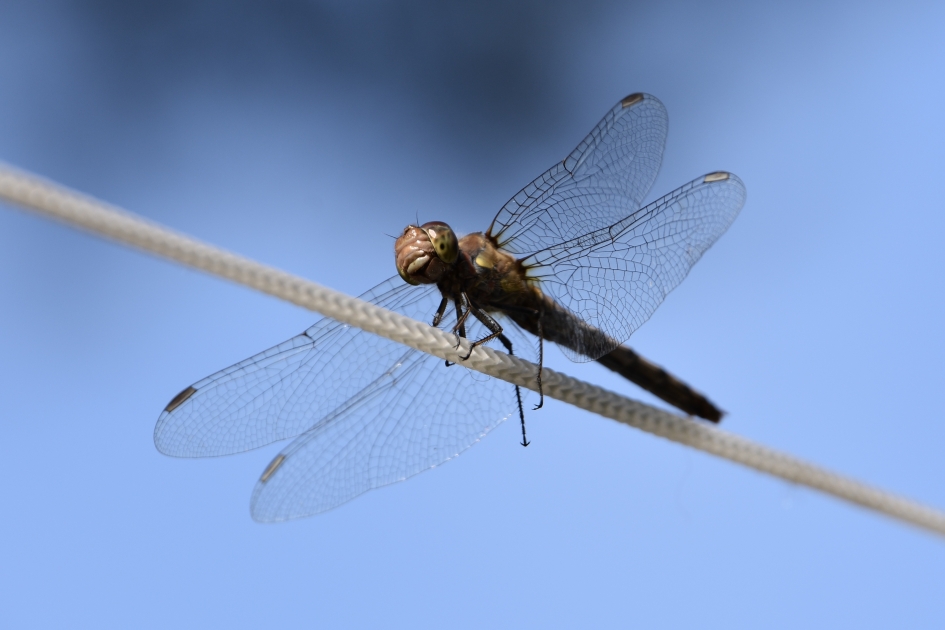 Balanceren - Geleedpotigen - 