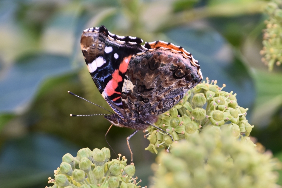 Balanceren - Geleedpotigen - 