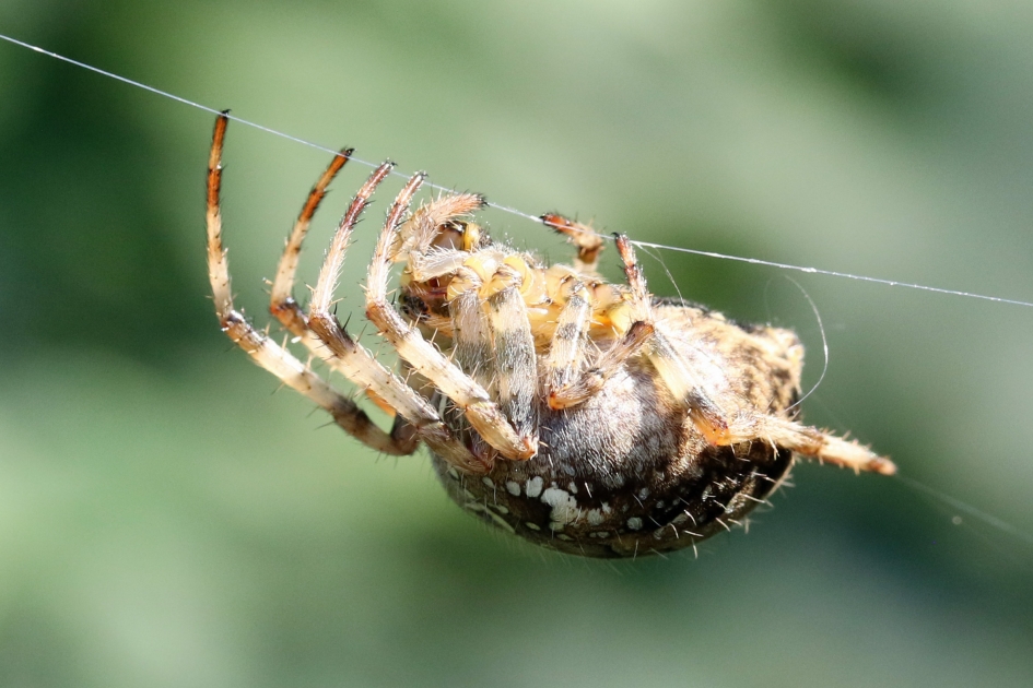 Balancerend - Geleedpotigen - 