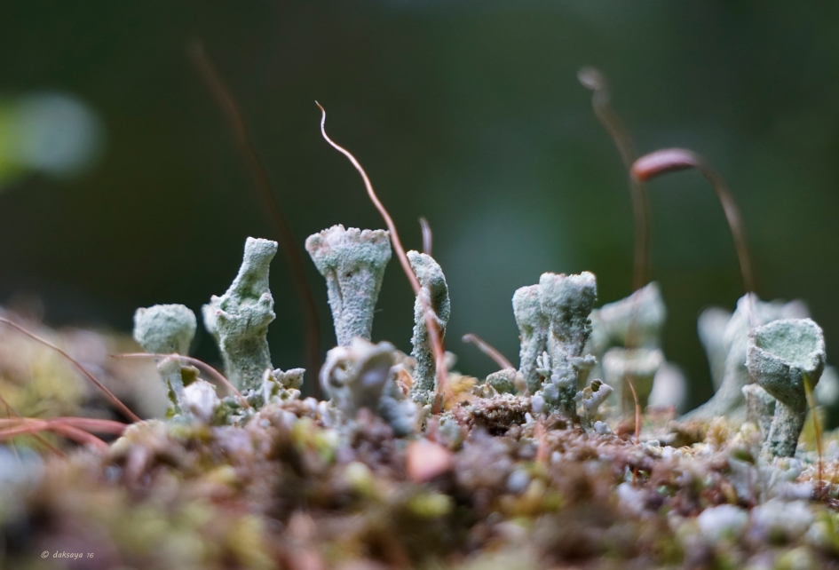 Bekermos - Schimmels - 