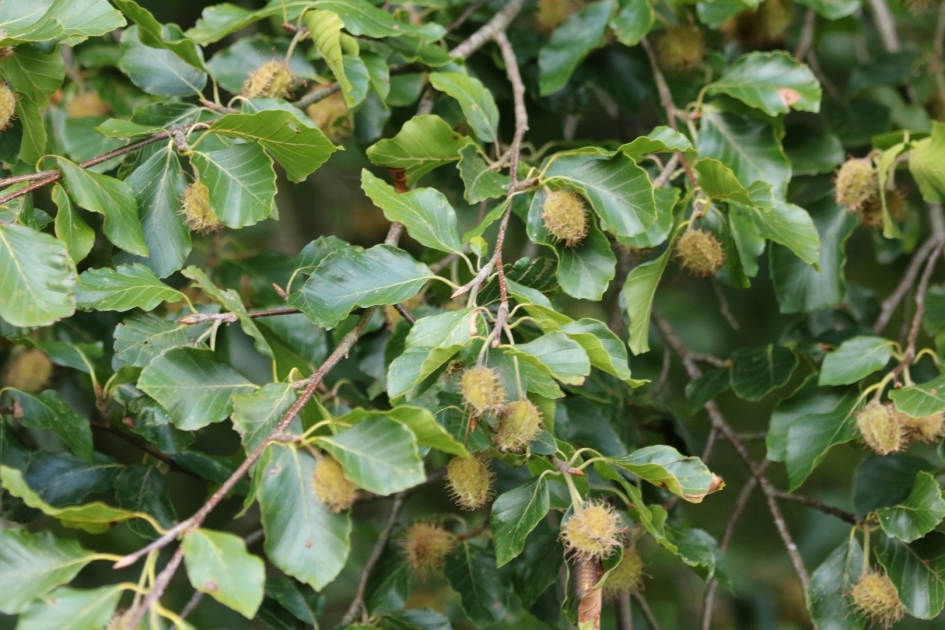 Beukenoten - Planten - 