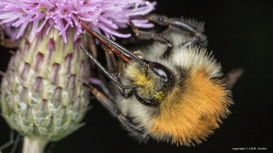 Bezige... - Geleedpotigen - Hommel
