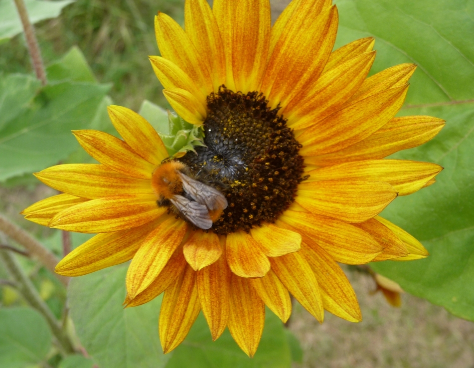 Bezoek... - Planten - 