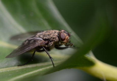 Bezoeker van mijn bloeiende Klimop