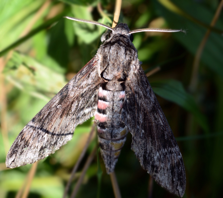 Windepijlstaart - Geleedpotigen - Windepijlstaart
