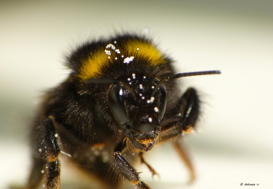 Black eyes - Geleedpotigen - Hommel