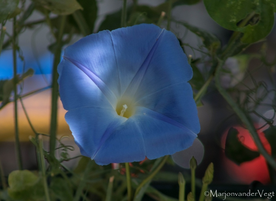 Blauw - Planten - bloem