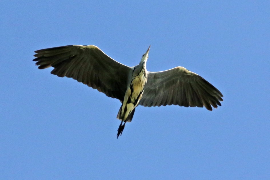 Blauwe reiger - Vogels - 