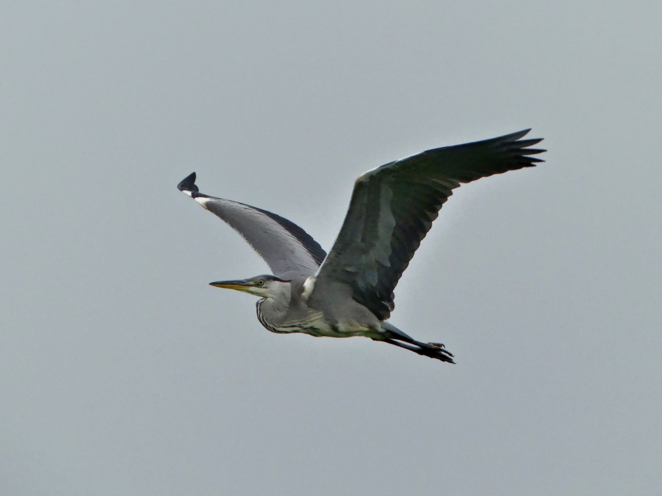 Blauwe Reiger in de vlucht - Vogels - Blauwe Reiger