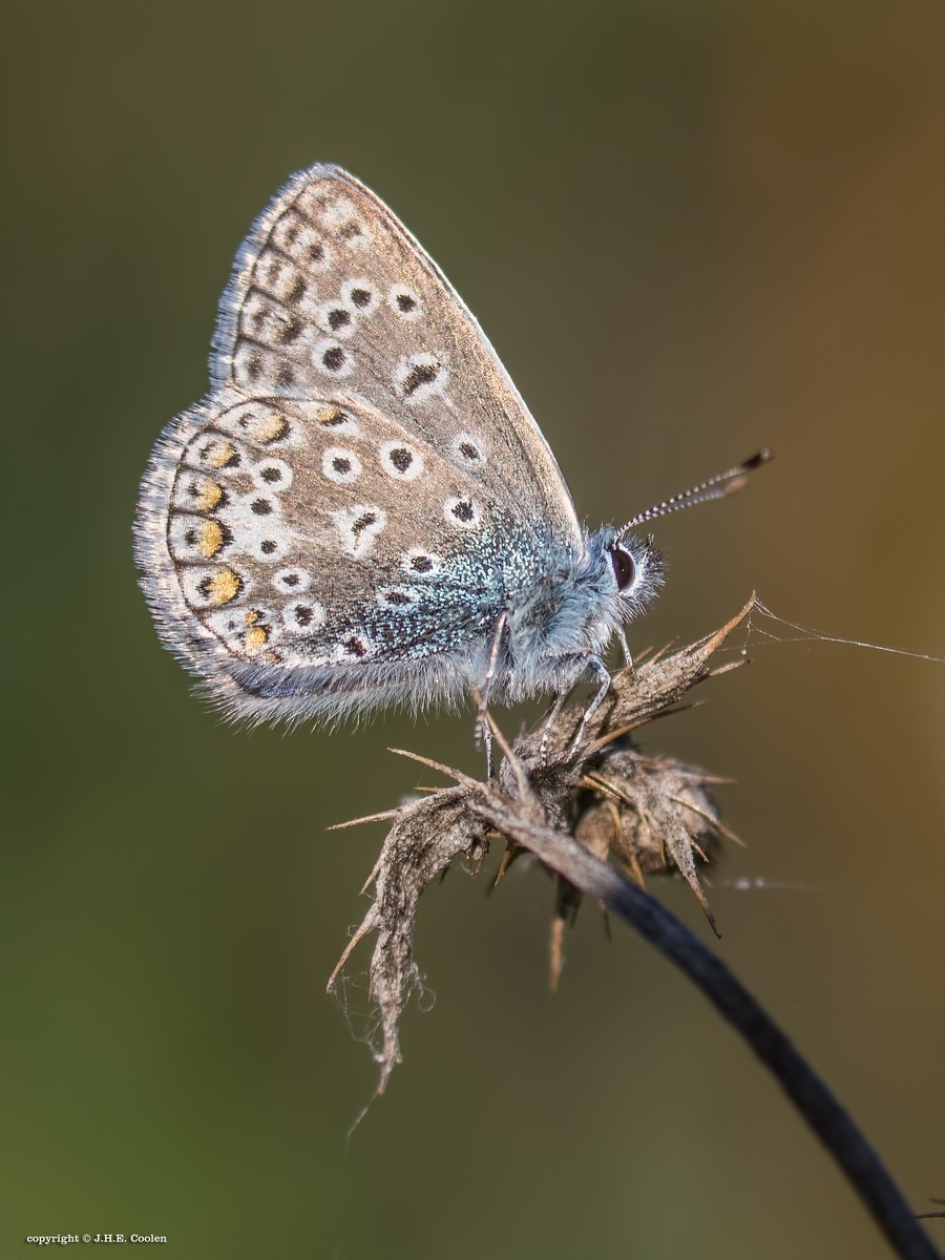 Blauwtje - Geleedpotigen - Icarus blauwtje