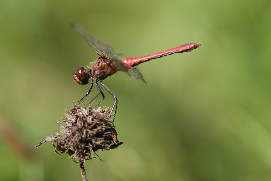 bloedrode heidelibel -m- - Geleedpotigen - 