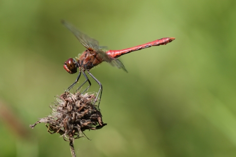 bloedrode heidelibel -m-