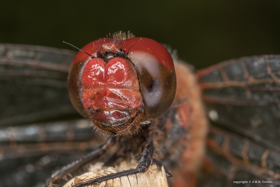 Bloedrood - Geleedpotigen - Bloedrode heidelibel.