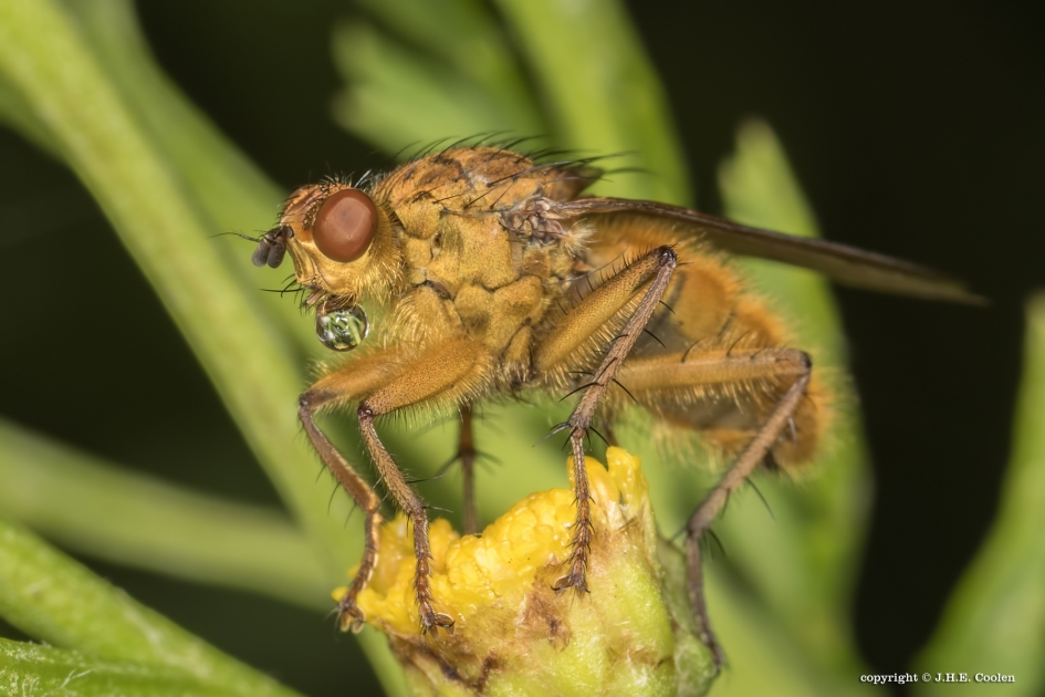 Blub - Geleedpotigen - Stontvlieg