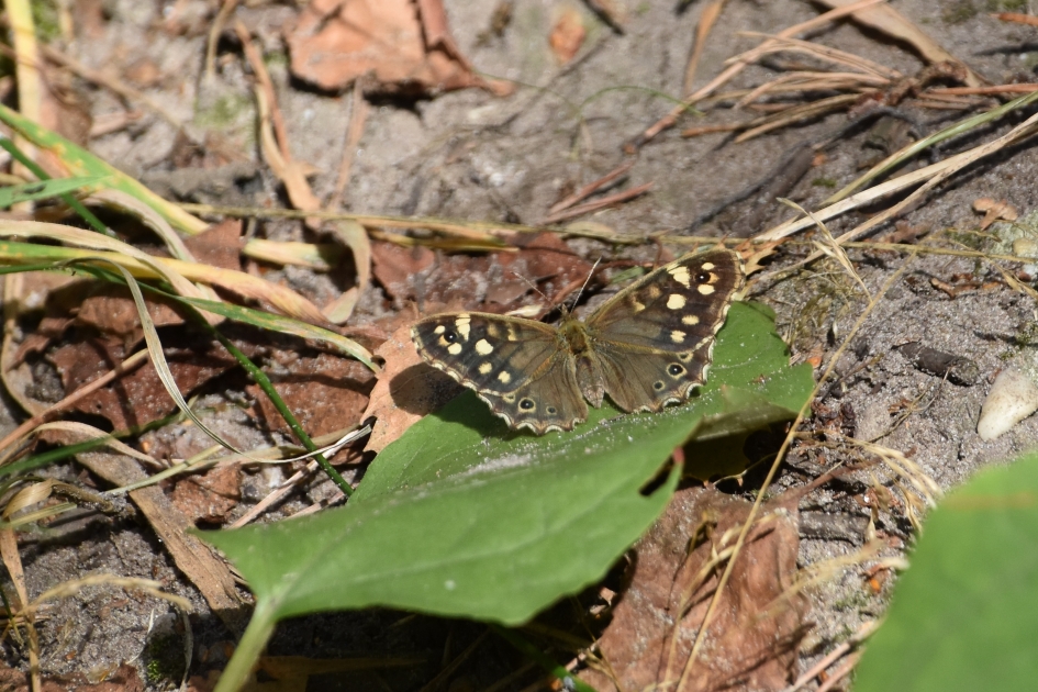 Bont zandoogje - Geleedpotigen - 