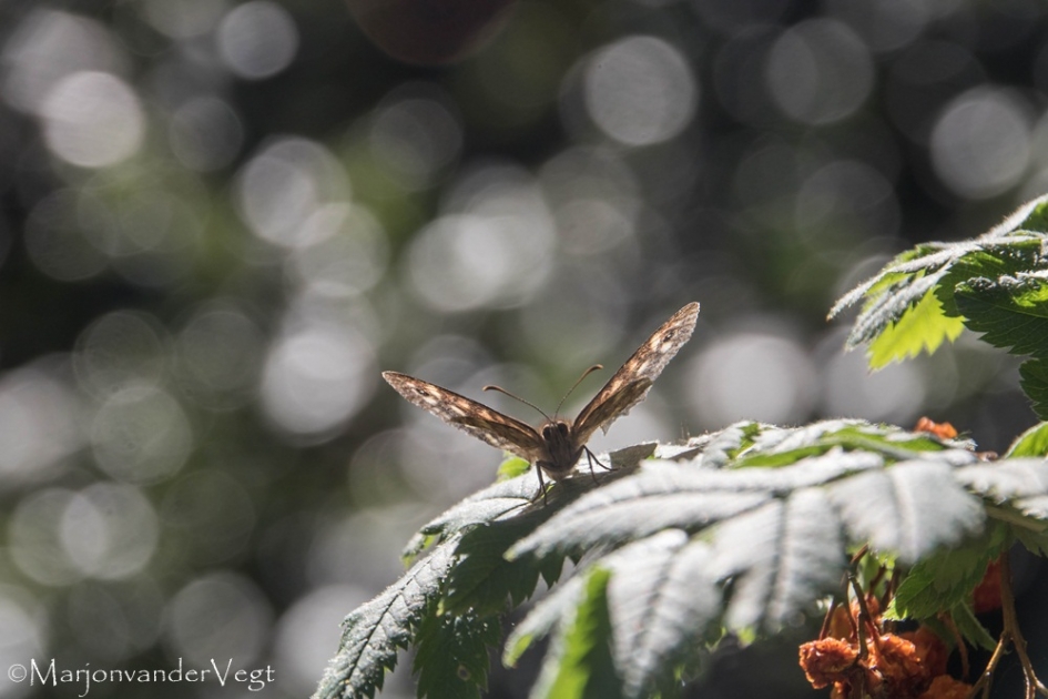 Bontzandoogje aan 't zonnen - Geleedpotigen - Bontzandoogje