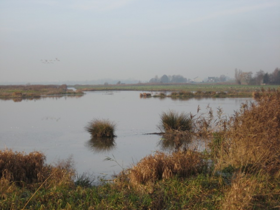 Botshol in december - Weer en landschap - 