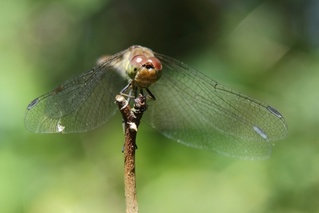 bruinrode heidelibel -v-