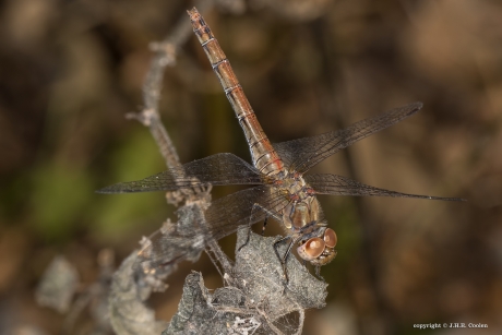 Bruinrode heidelibel