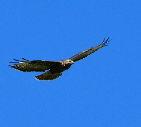 buizerd