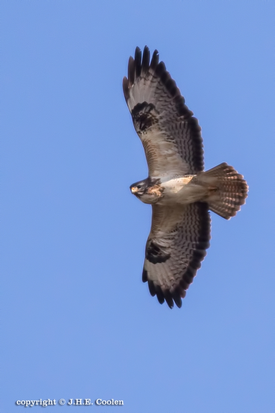 Buizerd - Vogels - Buizerd