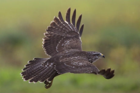 Buizerd