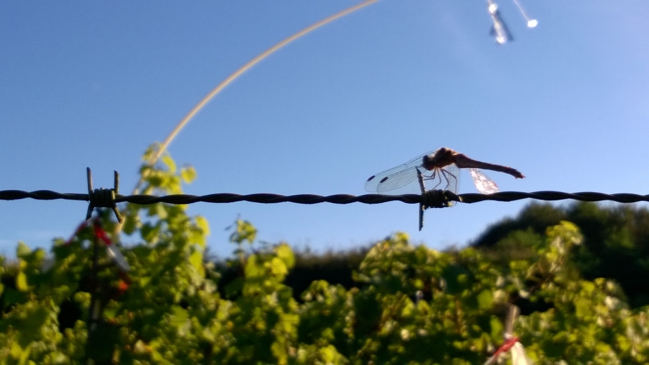 Cabernet of Merlot? - Geleedpotigen - Libelle