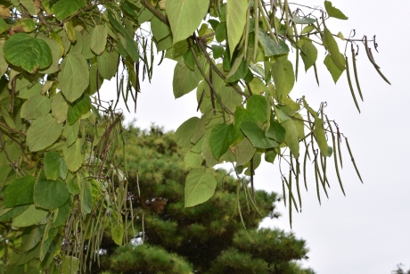 Catalpa