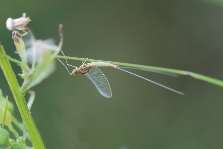 Cloeon  Simile [uit de Haften-Familie]