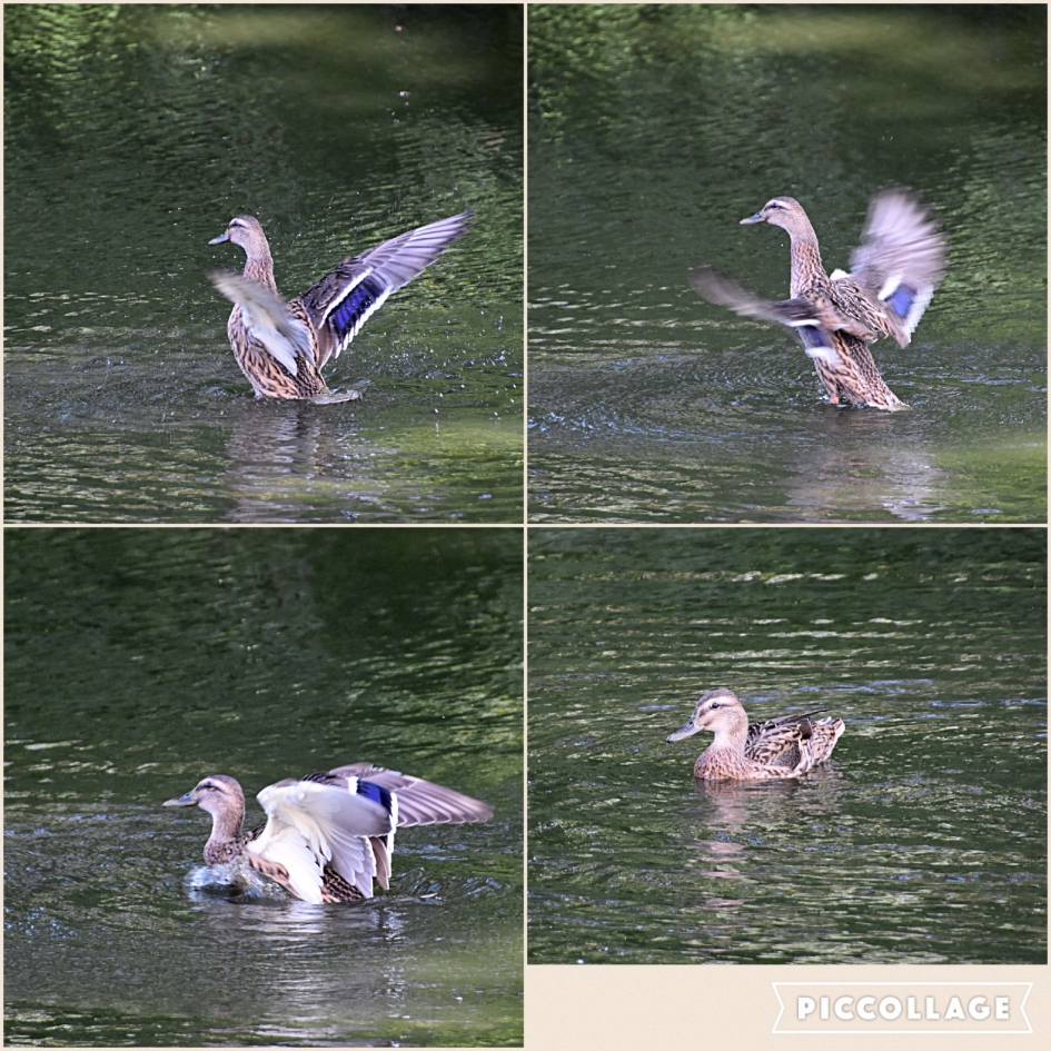 Collage van een eend - Vogels - 