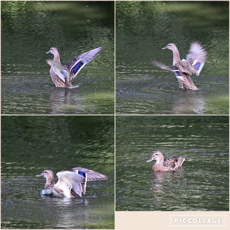 Collage van een eend