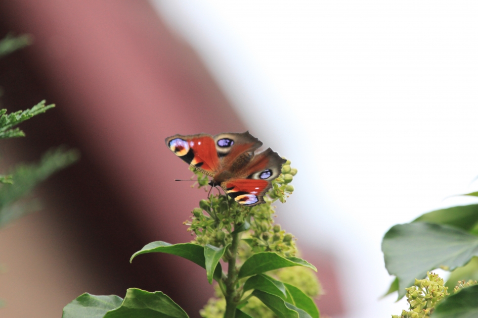 Dagpauwoog - Geleedpotigen - 