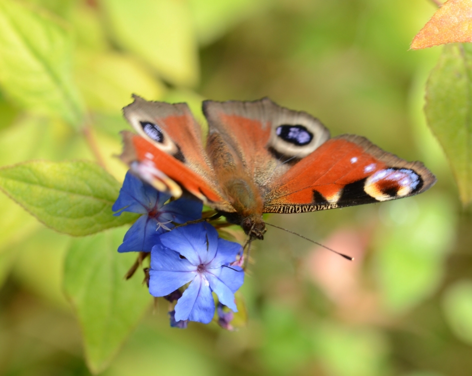 Dagpauwoog - Geleedpotigen - Dagpauwoog