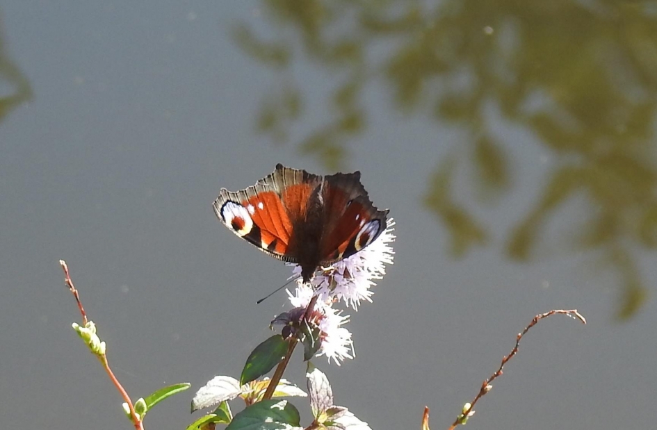 Dagpauwoog - Geleedpotigen - Dagpauwoog