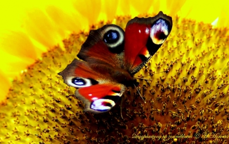 Dagpauwoog op zonnebloem