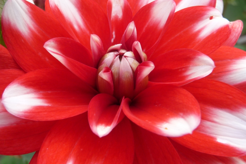 Dahlia - Planten - 