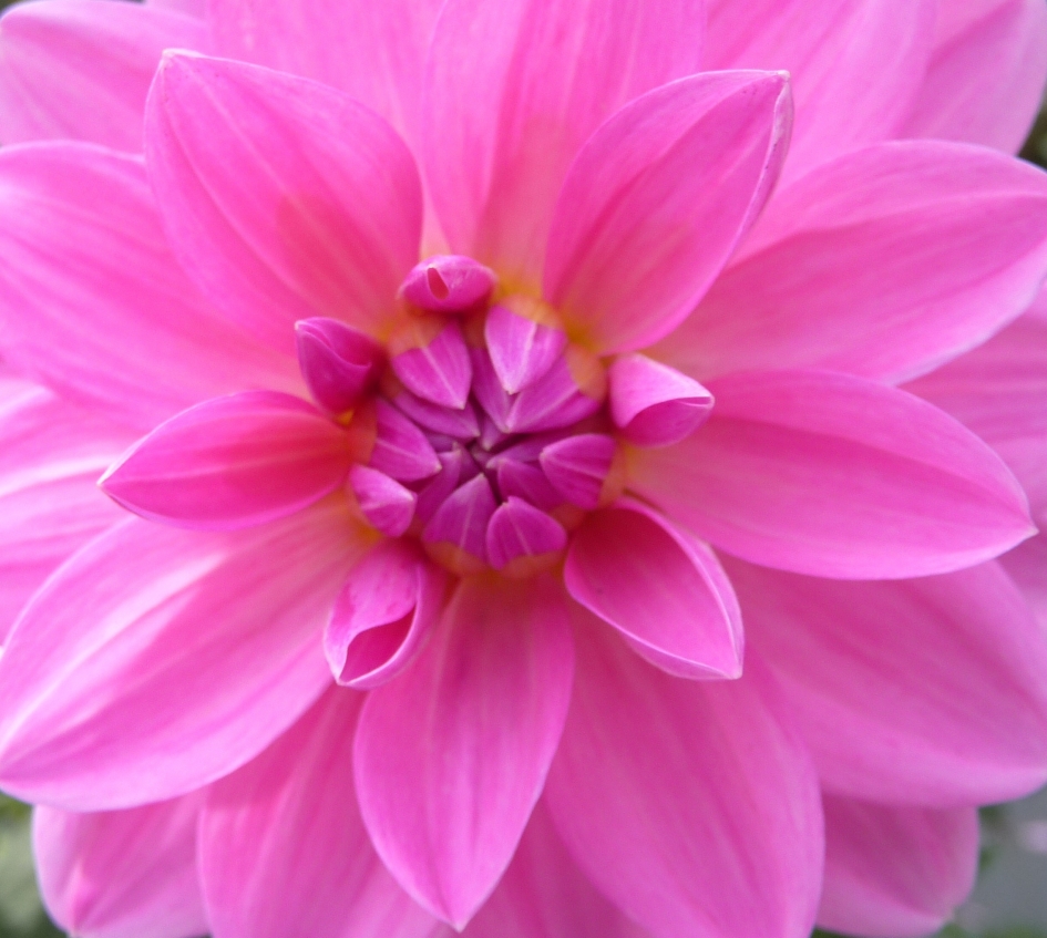 Dahlia - Planten - 