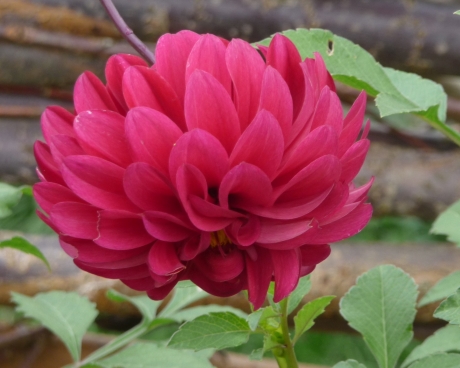 Dahlia