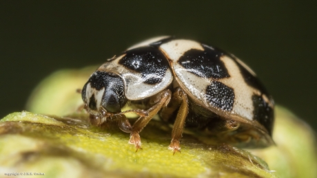 Dambord Lieveheersbeestje