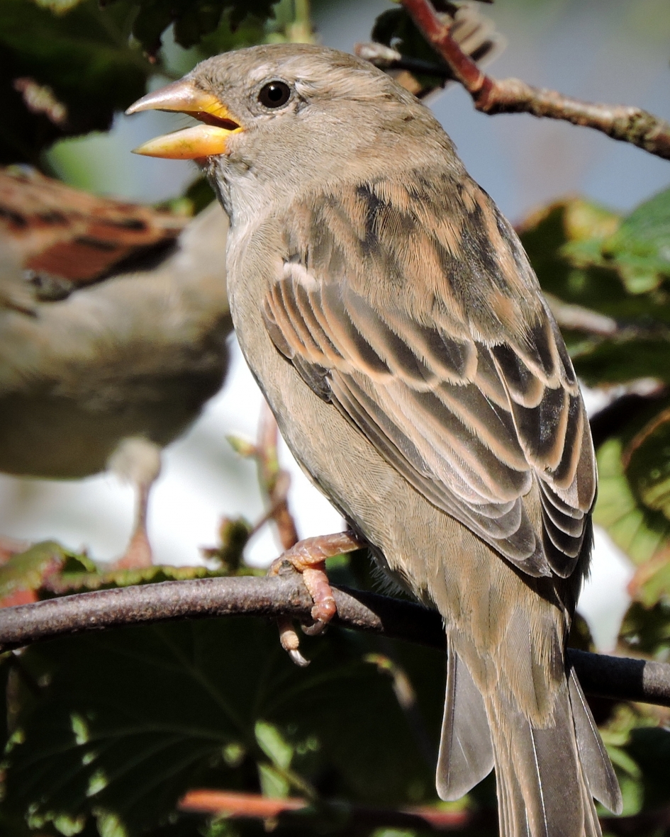 Dametje - Vogels - Huismus