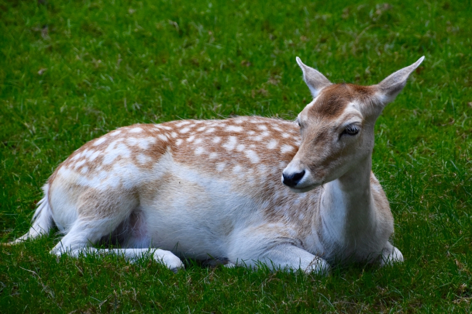 Damhertje - Zoogdieren - 