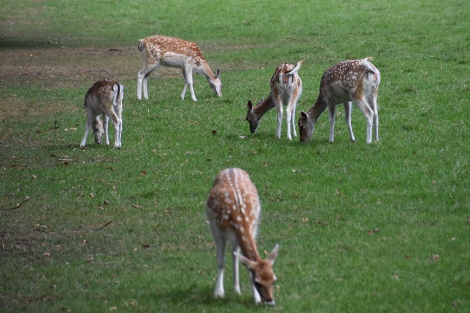 Damhertjes - Zoogdieren - 