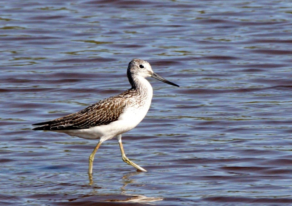 Dapper op stap - Vogels - Groenpoot ruiter