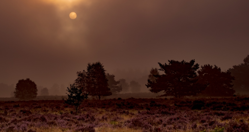 Dauwtrappen op de Veluwe - Weer en landschap - 