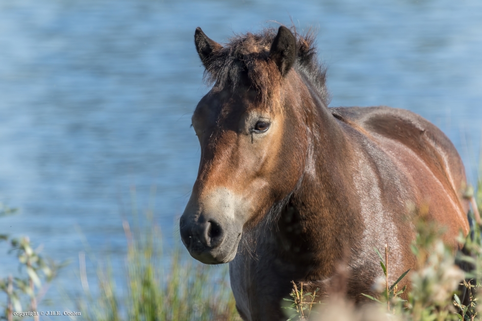 De dromer - Zoogdieren - Exmoorpony