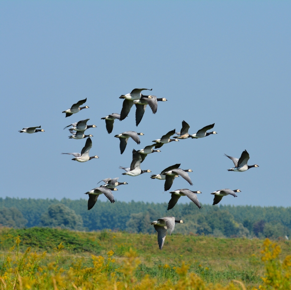 de grote trek - Vogels - brandgans