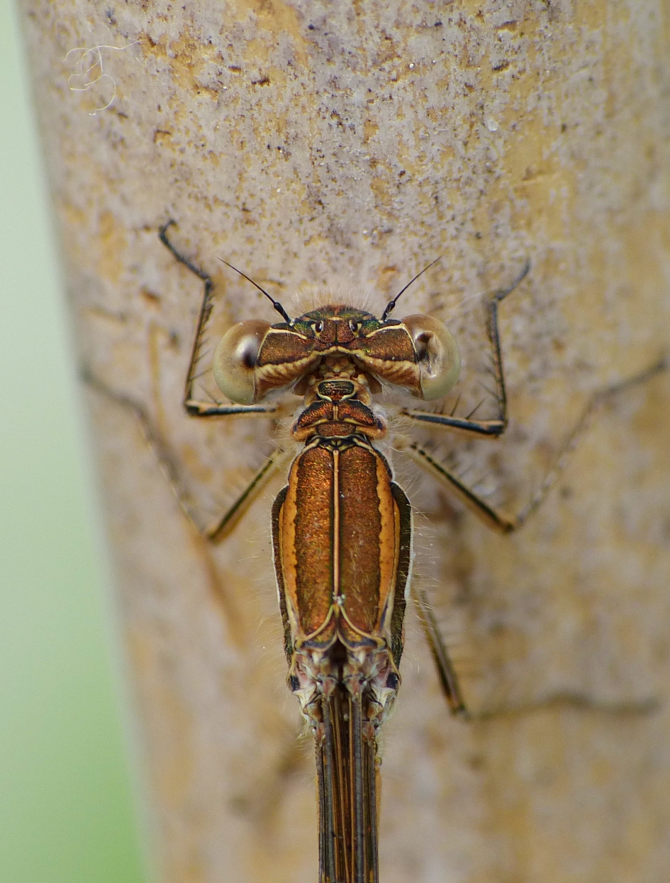 Deukje - Geleedpotigen - Bruine winterjuffer