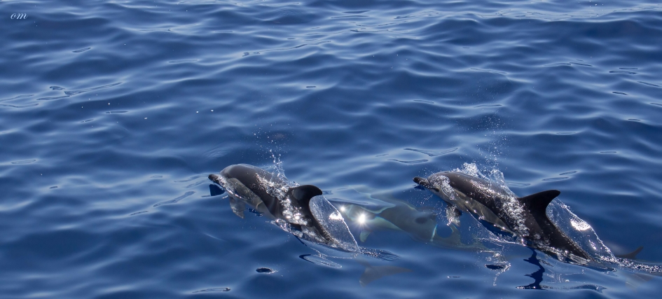 Dolfijnen bij Tazacorte la Palma - Zoogdieren - Dolfijnen