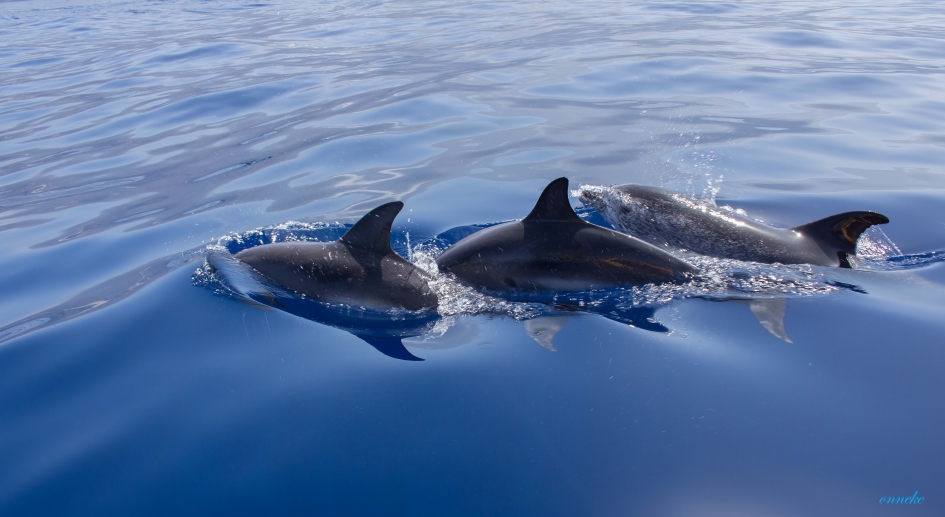 Dolfijnen bij Tazacorte la Palma - Zoogdieren - 