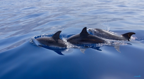 Dolfijnen bij Tazacorte la Palma